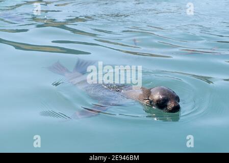 Juvenile antarktische Pelzrobbe im Wasser grytviken, südgeorgien antarktis Stockfoto