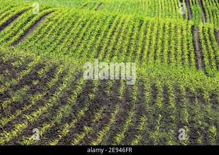 Junge Maispflanzen auf einem Feld in der hügeligen Landschaft in Schleswig-Holstein, Deutschland. Stockfoto