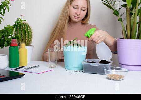 Der Prozess der Pflanzung einer Zimmerpflanze durch eine Frau in einem Topf für die Keimung zu Hause . Schritt-für-Schritt-Prozess der Bewässerung poliestere. Stockfoto