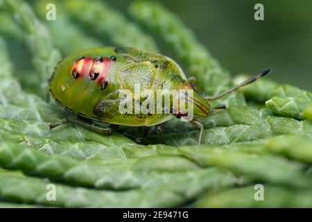 Wacholder Shieldbug letzte Instarnymphe (Cyphostethus tristriatus), die auf Lawsons Zypressenblättern ruht. Tipperary, Irland Stockfoto