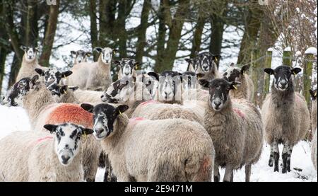 Chipping, Preston, Lancashire, Großbritannien. Februar 2021. Schafe im Schnee, die das Dorf Chipping, in der Nähe von Preston, Lancashire getroffen. Kredit: John Eveson/Alamy Live Nachrichten Stockfoto