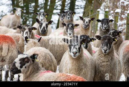 Chipping, Preston, Lancashire, Großbritannien. Februar 2021. Schafe im Schnee, die das Dorf Chipping, in der Nähe von Preston, Lancashire getroffen. Kredit: John Eveson/Alamy Live Nachrichten Stockfoto