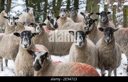 Chipping, Preston, Lancashire, Großbritannien. Februar 2021. Schafe im Schnee, die das Dorf Chipping, in der Nähe von Preston, Lancashire getroffen. Kredit: John Eveson/Alamy Live Nachrichten Stockfoto