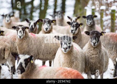 Chipping, Preston, Lancashire, Großbritannien. Februar 2021. Schafe im Schnee, die das Dorf Chipping, in der Nähe von Preston, Lancashire getroffen. Kredit: John Eveson/Alamy Live Nachrichten Stockfoto