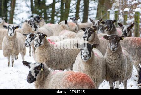 Chipping, Preston, Lancashire, Großbritannien. Februar 2021. Schafe im Schnee, die das Dorf Chipping, in der Nähe von Preston, Lancashire getroffen. Kredit: John Eveson/Alamy Live Nachrichten Stockfoto