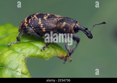 Große Kiefer Weevil (Hylobius abietis) auf Eichenblatt thront. Tipperary, Irland Stockfoto