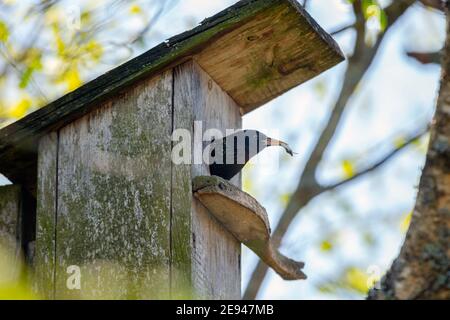 Starling Vogel ( Sturnus vulgaris ) bringt Wurm in die hölzerne Nistbox im Baum. Vogelfütterung Kinder in Holz Vogelhaus hängen an der Birke Stockfoto