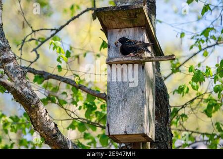 Starling Vogel ( Sturnus vulgaris ) bringt Wurm in die hölzerne Nistbox im Baum. Vogelfütterung Kinder in Holz Vogelhaus hängen an der Birke Stockfoto