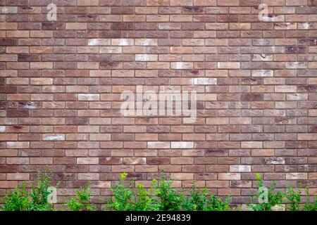Backsteinmauer Hintergrund mit grünen Büschen. Struktur des Gebäudes. Stockfoto
