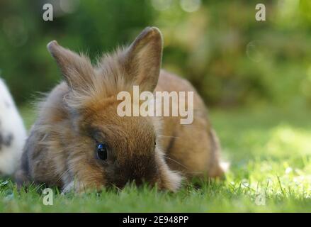 Flauschig brauner Löwenkopf Zwergkaninchen auf Wiese, die Gras frisst Stockfoto