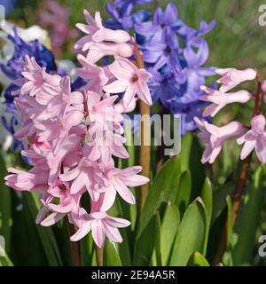 Blühende Hyazinthen, Hyacinthus, im Garten Stockfoto