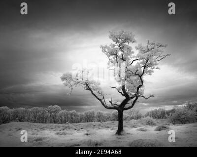 Eine kleine Eiche auf Dolebury Warren in den Mendip Hills im Infrarot. Stockfoto