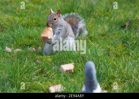 Clapham, London, Großbritannien. Februar 2021. Graues Eichhörnchen schnappt aus einer Holztaube ein Stück abgestandenem Brot, das hilflos anschaut. Anna Watson/Alamy Live News. Stockfoto