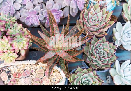 Haworthia limifolia Kaktus im Blumentopf gepflanzt, Draufsicht Stockfoto