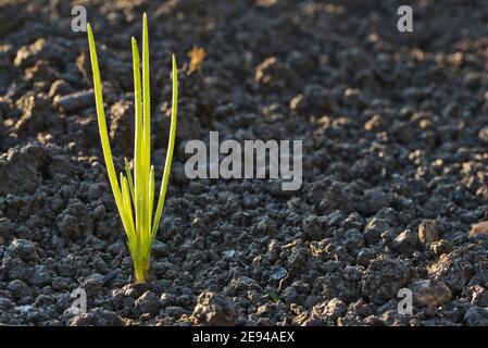 Schalotten, Jermor, Herbst gepflanzt Zwiebeln Stockfoto