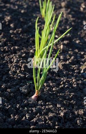 Schalotten, Jermor, Herbst gepflanzt Zwiebeln Stockfoto