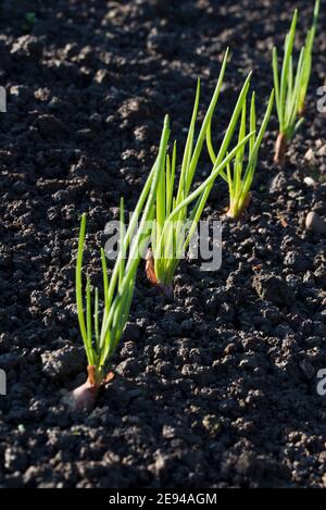 Schalotten, Jermor, Herbst gepflanzt Zwiebeln Stockfoto