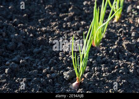 Schalotten, Jermor, Herbst gepflanzt Zwiebeln Stockfoto