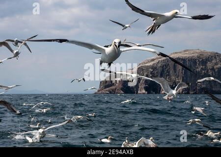 Tölpel im Flug (Morus bassanus), nach Fischerboot vor Bass Rock, Firth of Forth, Schottland, Großbritannien Stockfoto