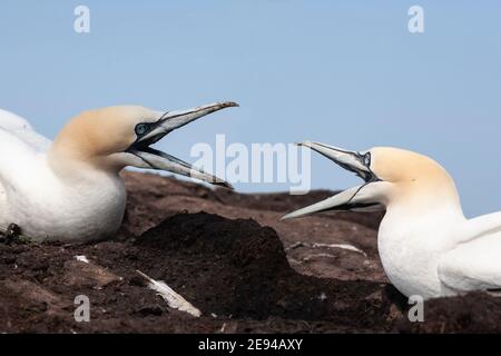 Tölpel (Morus bassanus), die über den Nestraum zancken, Firth of Forth, Schottland, Großbritannien Stockfoto