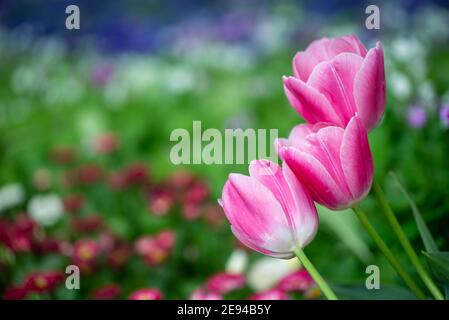 Nahaufnahme der schönen rosa Tulpen. Stockfoto