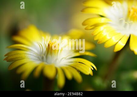 Nahaufnahme von schönen Löwenzahn Blumen. Stockfoto