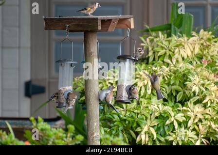 Eine Vielzahl von kleinen Gartenvögeln, die sich mit Sonnenblumenkern ernähren Herzen Goldfinken Goldfinken Buchfinken Haussperling Sperlinge carduelis cardueli Stockfoto