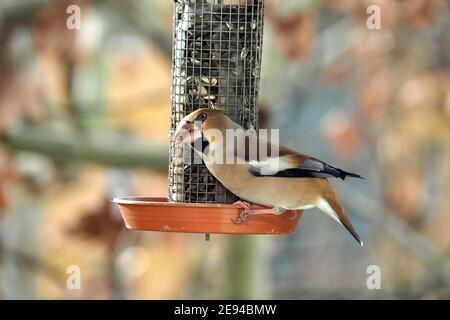 Hawfinch essen im Winter auf dem Futtermittel, Kernbeißer, Gros-bec casse-noyaux, Coccothraustes coccothraustes, meggyvágó, Budapest, Ungarn, Europa Stockfoto