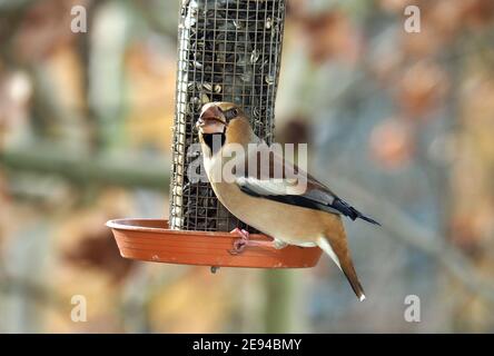Hawfinch essen im Winter auf dem Futtermittel, Kernbeißer, Gros-bec casse-noyaux, Coccothraustes coccothraustes, meggyvágó, Budapest, Ungarn, Europa Stockfoto