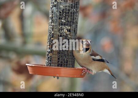 Hawfinch essen im Winter auf dem Futtermittel, Kernbeißer, Gros-bec casse-noyaux, Coccothraustes coccothraustes, meggyvágó, Budapest, Ungarn, Europa Stockfoto