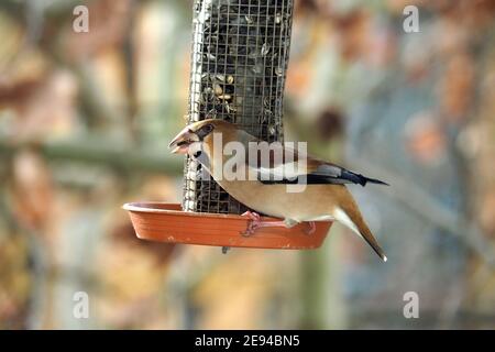 Hawfinch essen im Winter auf dem Futtermittel, Kernbeißer, Gros-bec casse-noyaux, Coccothraustes coccothraustes, meggyvágó, Budapest, Ungarn, Europa Stockfoto