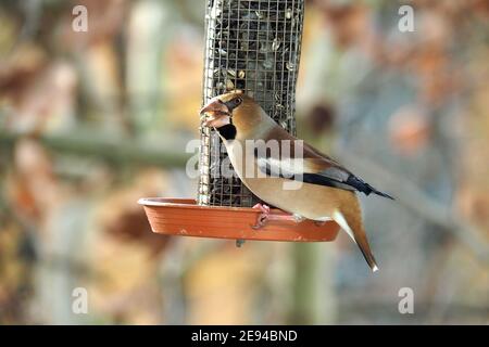 Hawfinch essen im Winter auf dem Futtermittel, Kernbeißer, Gros-bec casse-noyaux, Coccothraustes coccothraustes, meggyvágó, Budapest, Ungarn, Europa Stockfoto