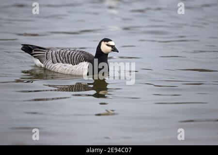 Weißwangengans (Branta Leucopsis) Stockfoto