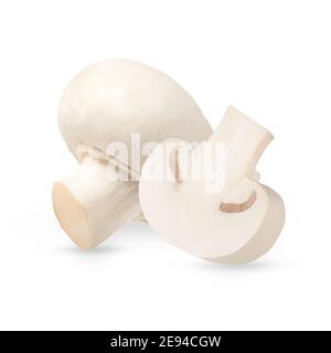 Moderne kommerzielle Sorten des gemeinsamen agaricus-Pilzes Stockfoto
