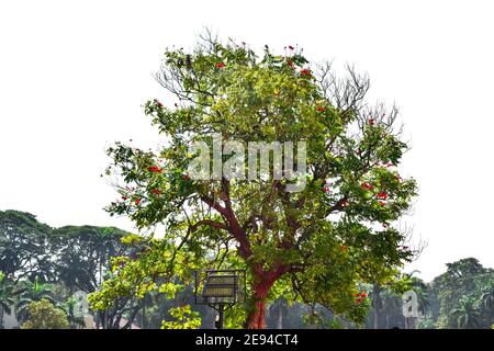 Afrikanischer Tulpenbaum mit weißem Hintergrund mit roten Blumen und Grüne Blätter Stockfoto