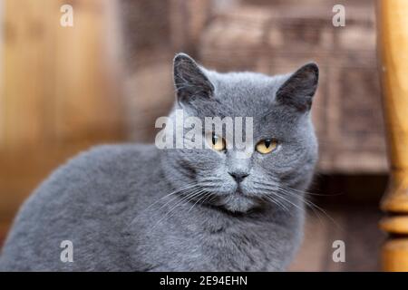 Britische graue Katze. Porträt eines Haustieres im Zimmer sitzen. Stockfoto