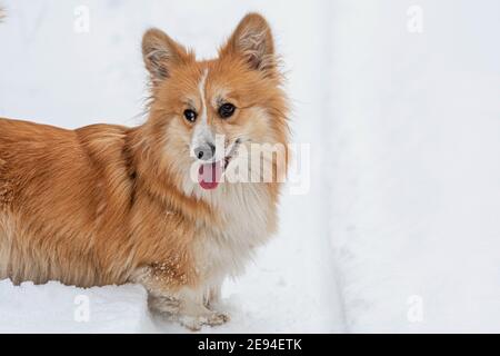 Wales Corgi Pembroke flauschiger Hund im Freien, Nahaufnahme Porträt im Schnee Stockfoto