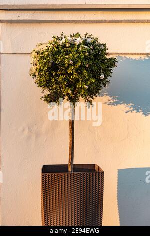 Ein dekorativer Baum in einem Blumenbeet wirft einen Schatten auf Die Wand bei Sonnenuntergang Stockfoto