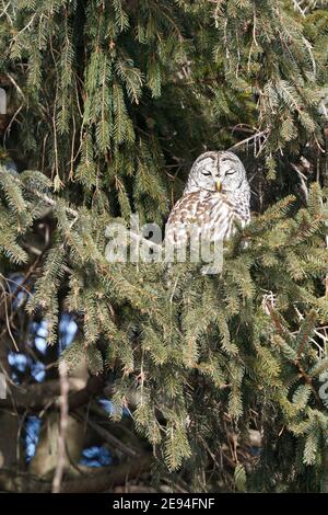 Gesperrt Eule im Baum Stockfoto