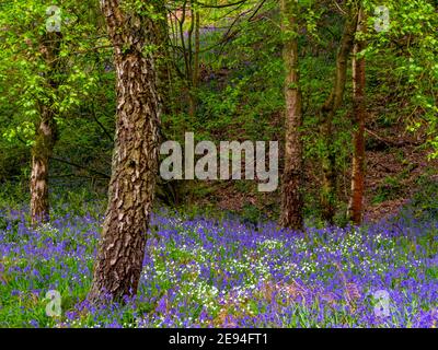 Bluebells und Bäume im Frühling im Bow Wood bei Lea Im Derbyshire Peak District England Stockfoto