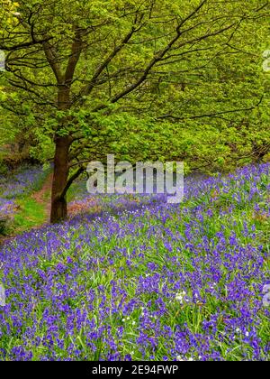 Bluebells und Bäume im Frühling im Bow Wood bei Lea Im Derbyshire Peak District England Stockfoto