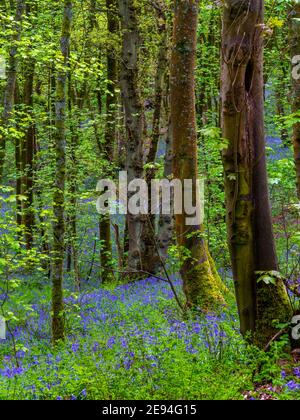 Bluebells und Bäume im Frühling im Bow Wood bei Lea Im Derbyshire Peak District England Stockfoto