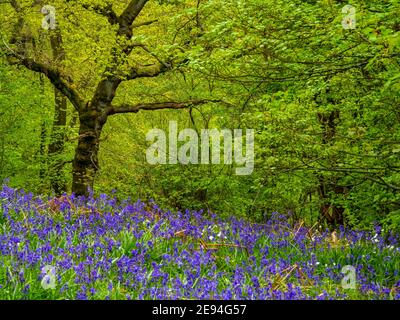 Bluebells und Bäume im Frühling im Bow Wood bei Lea Im Derbyshire Peak District England Stockfoto