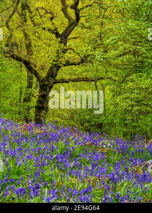 Bluebells und Bäume im Frühling im Bow Wood bei Lea Im Derbyshire Peak District England Stockfoto