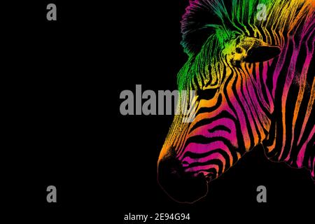 Abbildung eines Zebra-Kopfes, der zur Seite schaut, mit farbenfrohem Regenbogenstreifen-Effekt vor schwarzem Hintergrund. Stockfoto