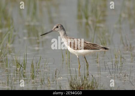 Greenshank ( Tringa nebularia ) im seichten Wasser der überschwemmten Wiese, Tierwelt, Europa. Stockfoto