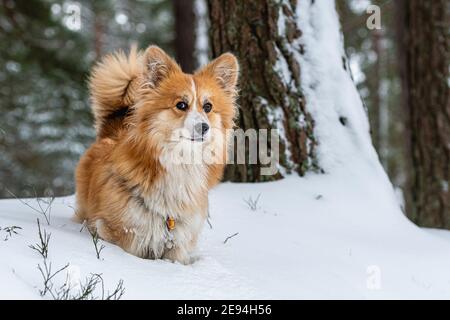 Welsh Corgi Pembroke flauschig auf einem Spaziergang in einem schönen Winterwald Stockfoto