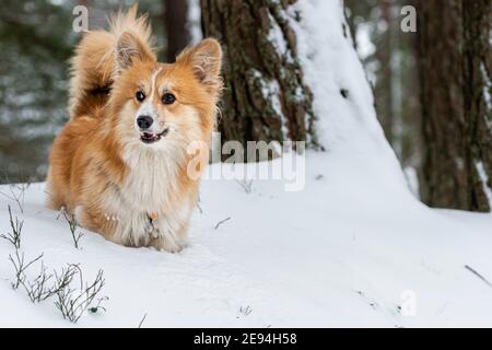 Welsh Corgi Pembroke flauschig auf einem Spaziergang in einem schönen Winterwald Stockfoto