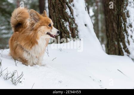 Welsh Corgi Pembroke flauschig auf einem Spaziergang in einem schönen Winterwald Stockfoto