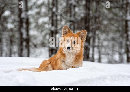 Welsh Corgi Pembroke flauschig auf einem Spaziergang in einem schönen Winterwald Stockfoto